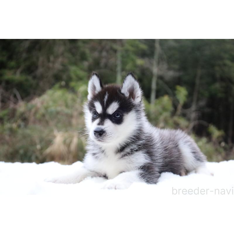販売中の栃木県のシベリアンハスキー-456271の11枚目