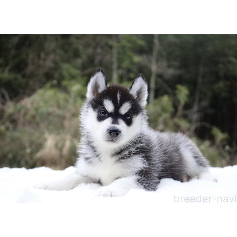 販売中の栃木県のシベリアンハスキー-456271の10枚目