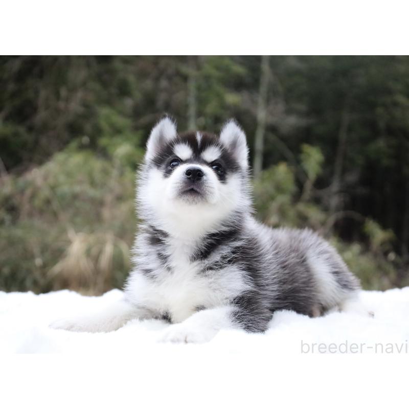 販売中の栃木県のシベリアンハスキー-456271の9枚目