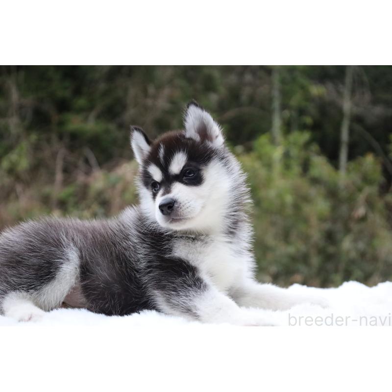 販売中の栃木県のシベリアンハスキー-456271の8枚目