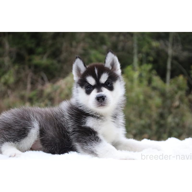 販売中の栃木県のシベリアンハスキー-456271の7枚目