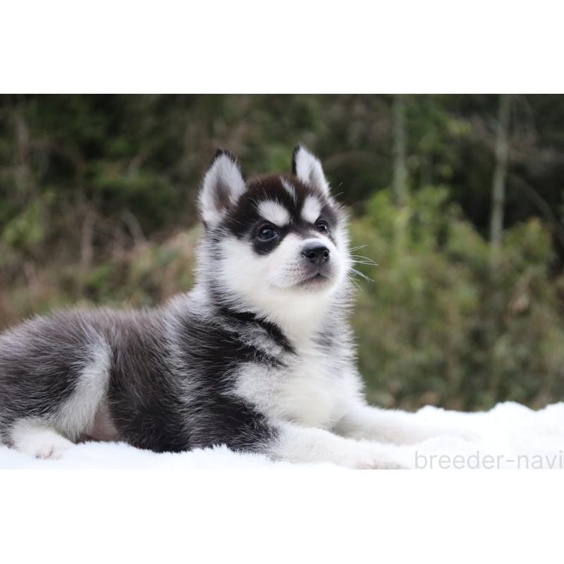 販売中の栃木県のシベリアンハスキー-456271の6枚目