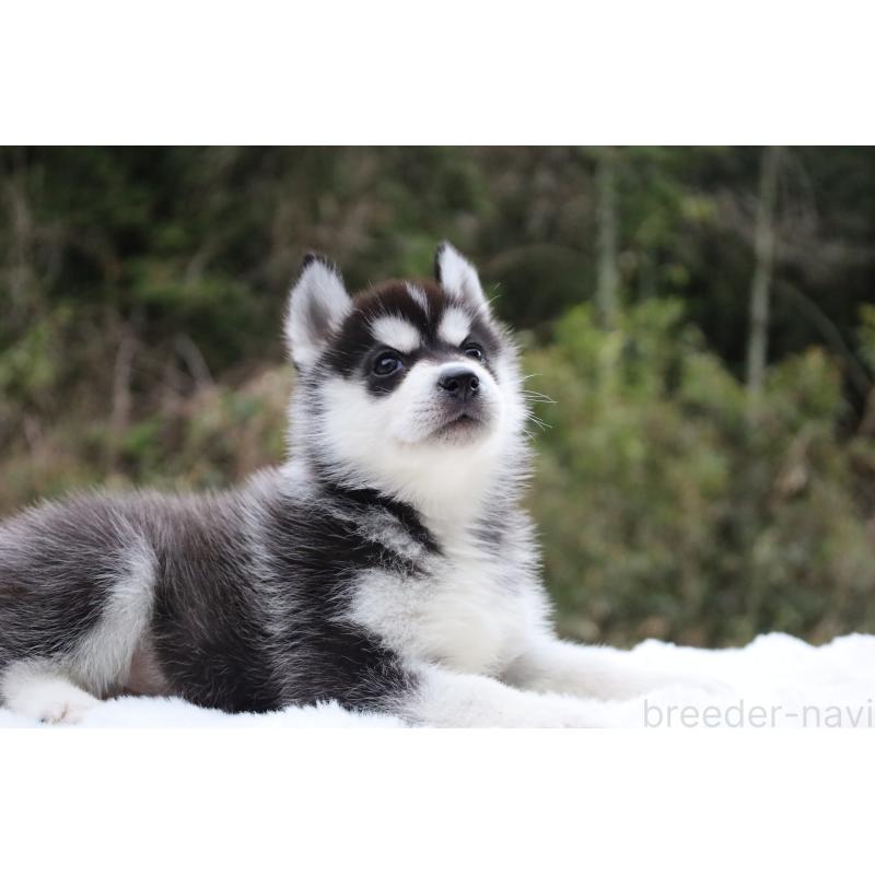 販売中の栃木県のシベリアンハスキー-456271の5枚目