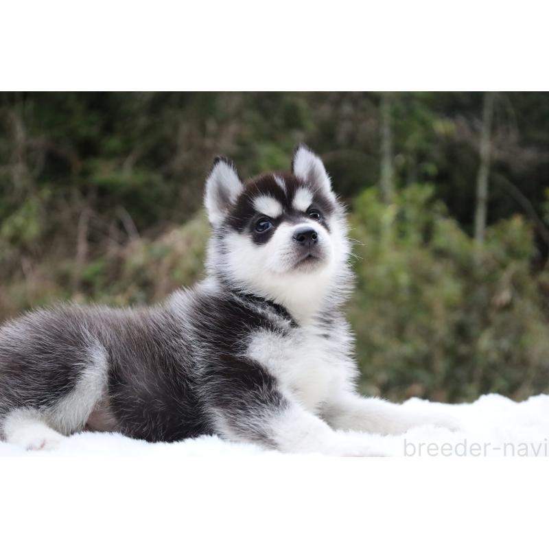 販売中の栃木県のシベリアンハスキー-456271の4枚目