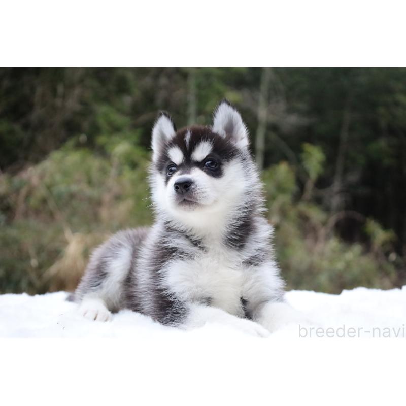 販売中の栃木県のシベリアンハスキー-456271の3枚目