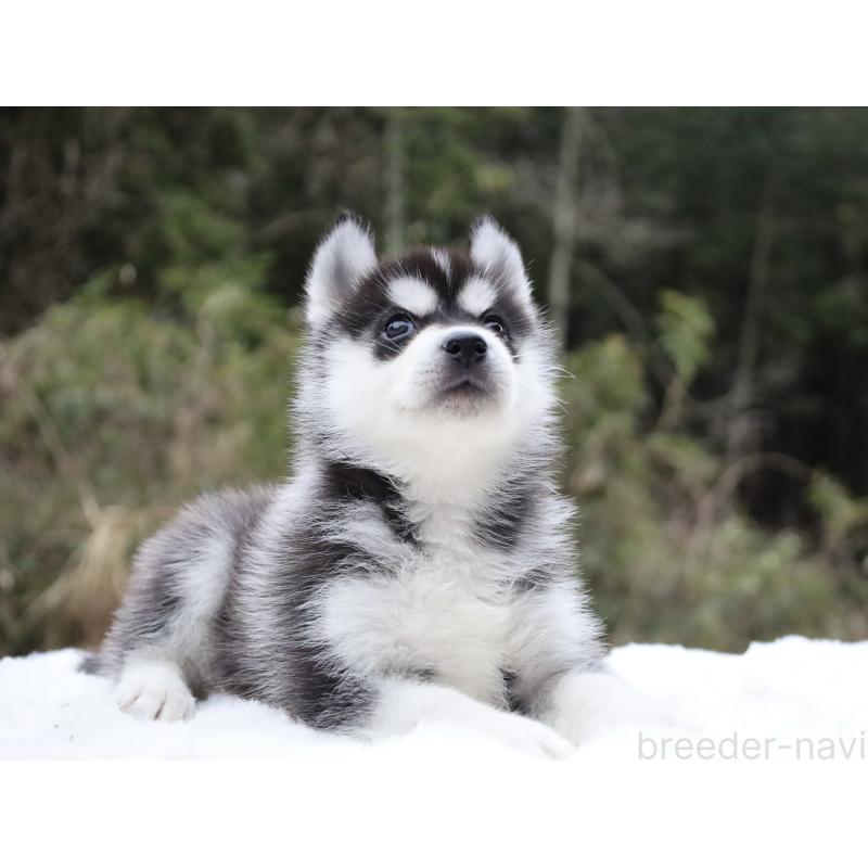 販売中の栃木県のシベリアンハスキー-456271の2枚目