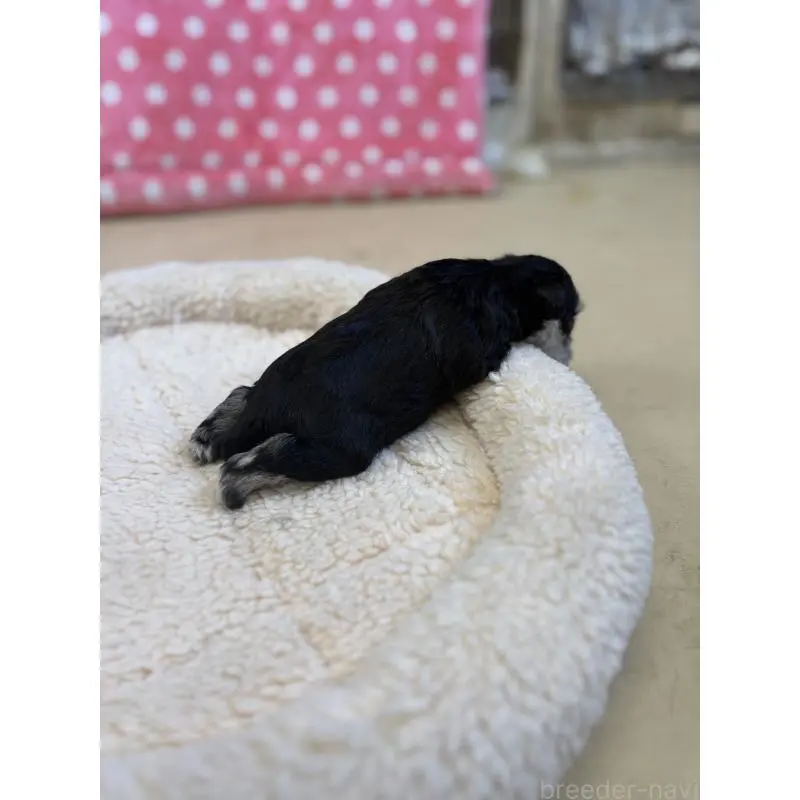 販売中の静岡県のミニチュアシュナウザー-456273の6枚目