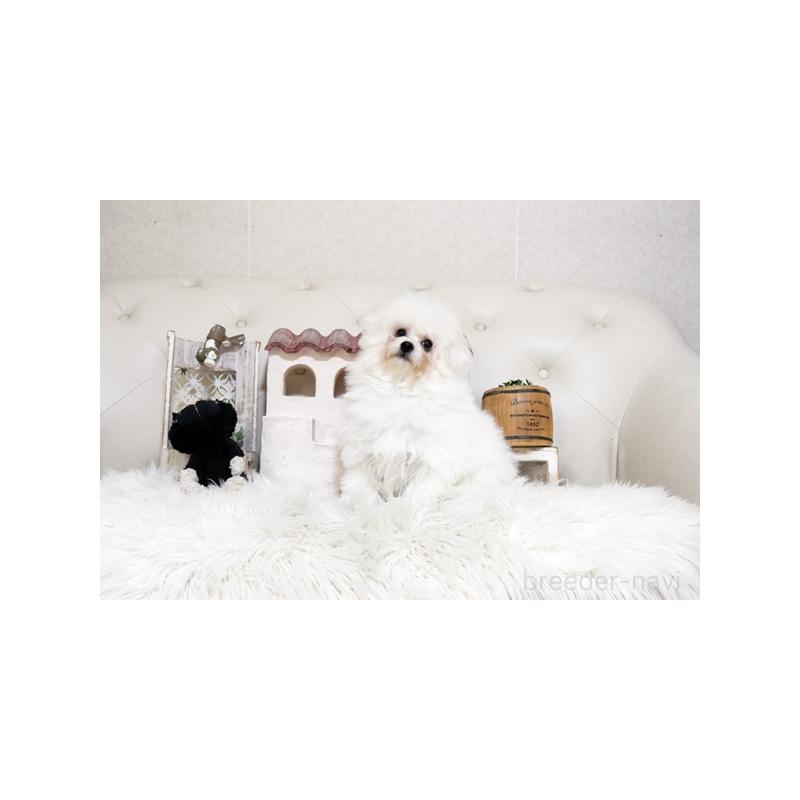 販売中の佐賀県のビションフリーゼ-456274の4枚目