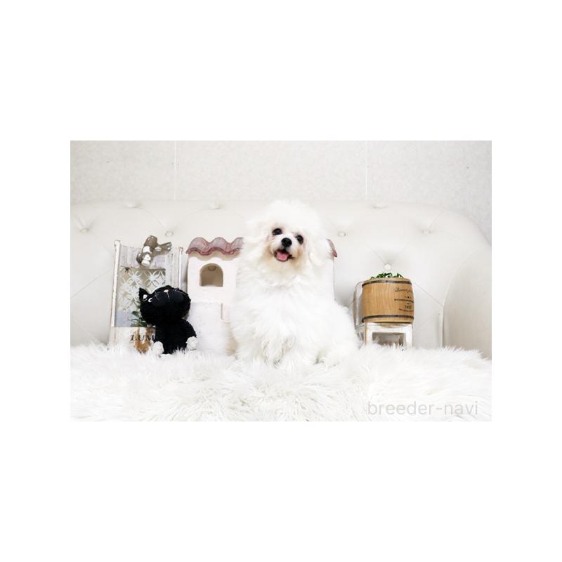 販売中の佐賀県のビションフリーゼ-456274の3枚目