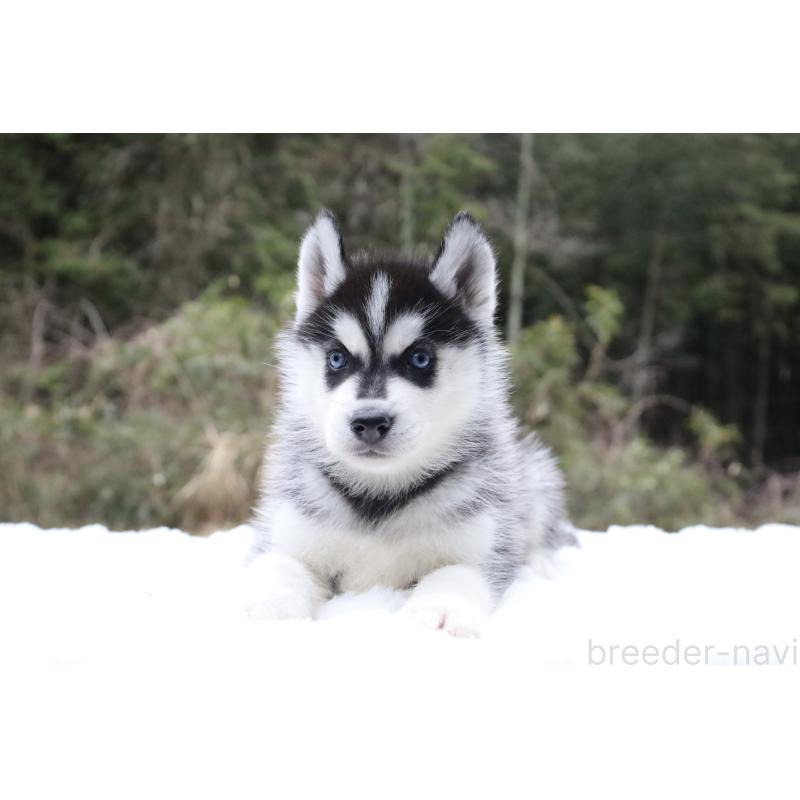 販売中の栃木県のシベリアンハスキー-456277の15枚目