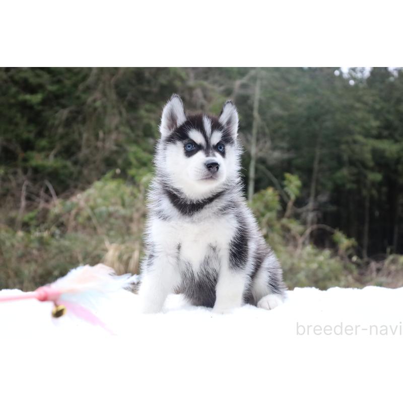 販売中の栃木県のシベリアンハスキー-456277の14枚目