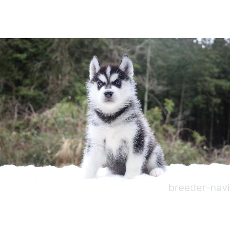 販売中の栃木県のシベリアンハスキー-456277の13枚目