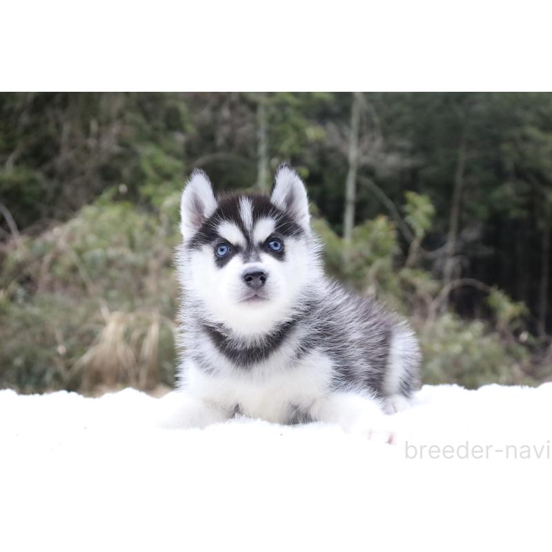 販売中の栃木県のシベリアンハスキー-456277の12枚目