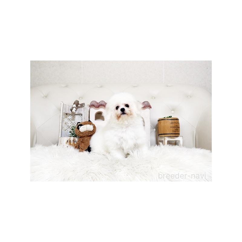 販売中の佐賀県のビションフリーゼ-456275の5枚目