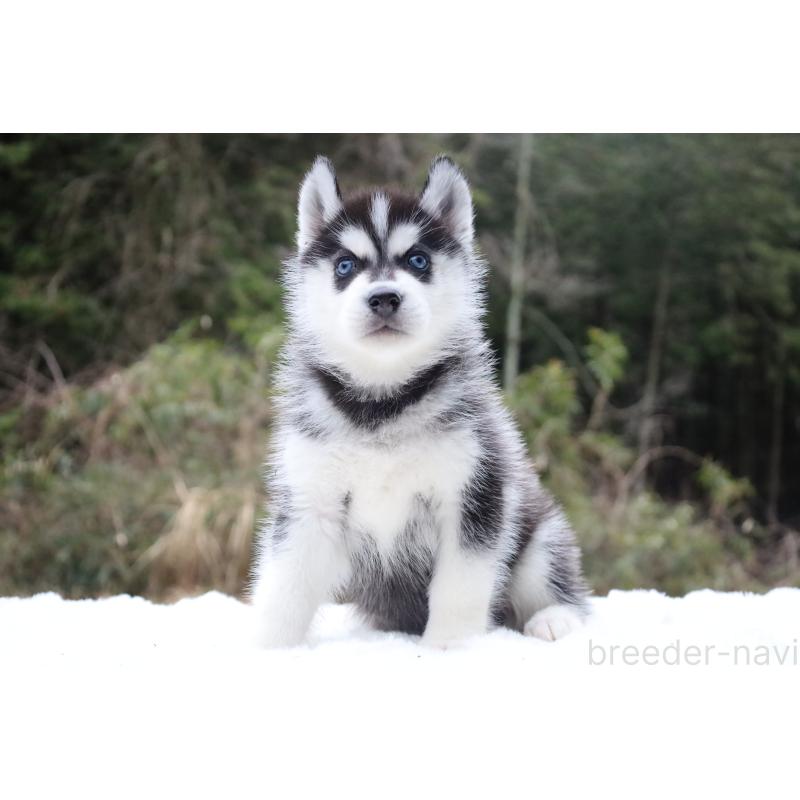 販売中の栃木県のシベリアンハスキー-456277の11枚目