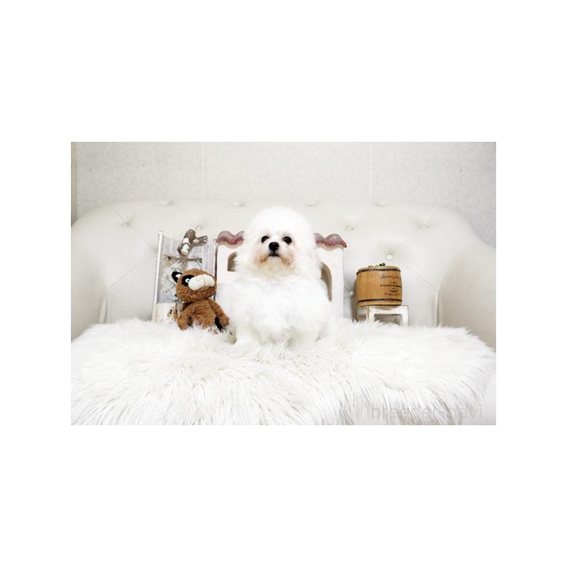 販売中の佐賀県のビションフリーゼ-456275の4枚目