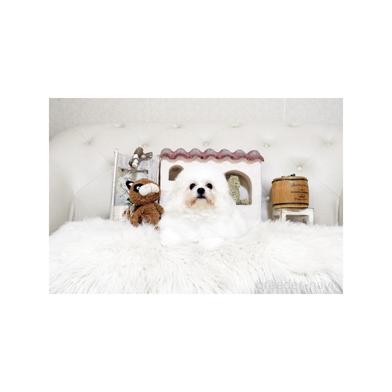 販売中の佐賀県のビションフリーゼ-456275の3枚目