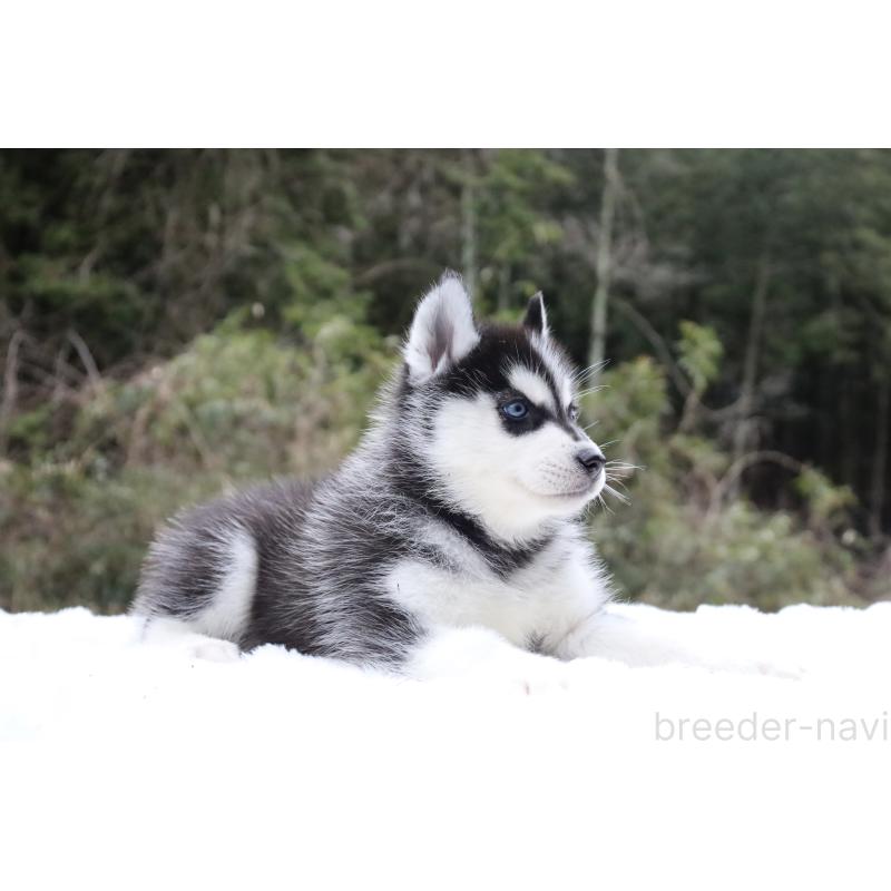 販売中の栃木県のシベリアンハスキー-456277の10枚目