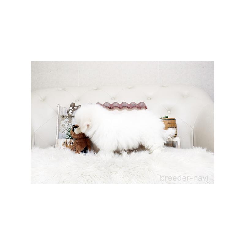 販売中の佐賀県のビションフリーゼ-456275の2枚目