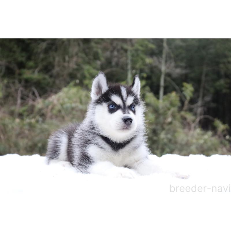 販売中の栃木県のシベリアンハスキー-456277の9枚目