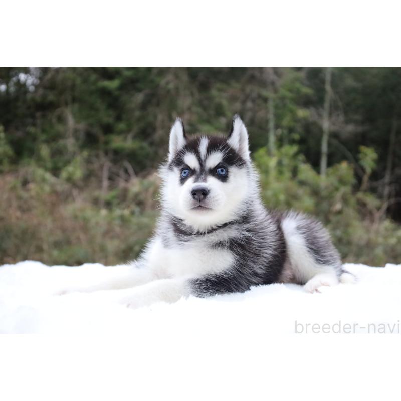 販売中の栃木県のシベリアンハスキー-456277の8枚目