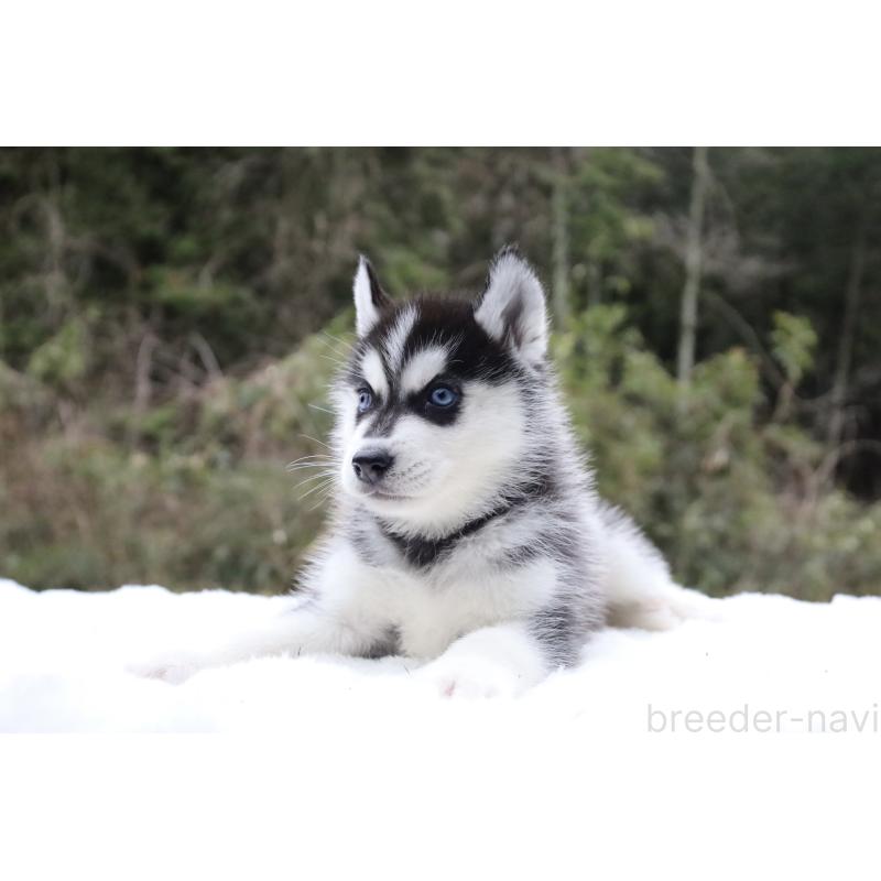 販売中の栃木県のシベリアンハスキー-456277の7枚目