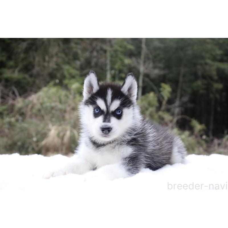 販売中の栃木県のシベリアンハスキー-456277の6枚目