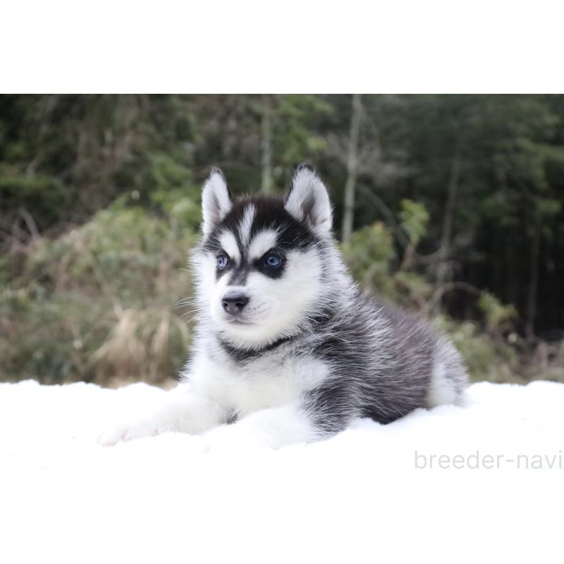 販売中の栃木県のシベリアンハスキー-456277の5枚目