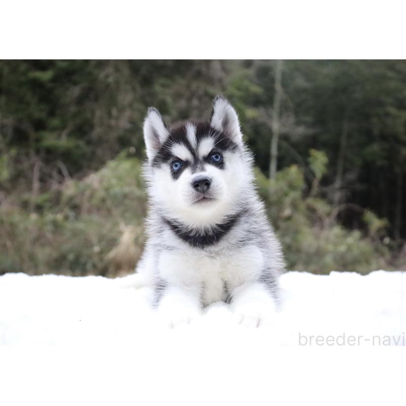 販売中の栃木県のシベリアンハスキー-456277の4枚目