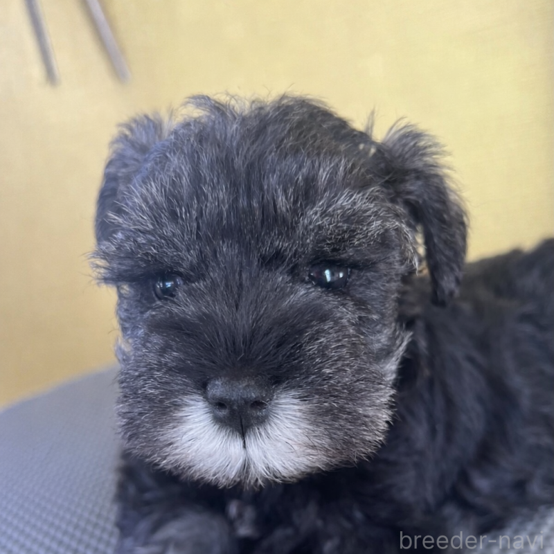 販売中の三重県のミニチュアシュナウザー-456279の4枚目