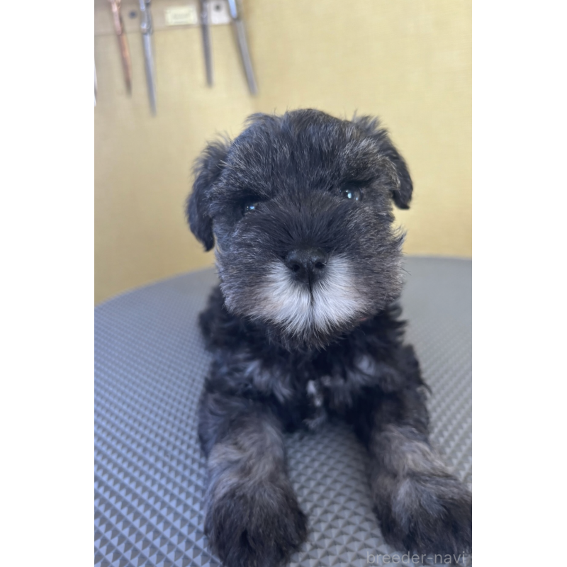 販売中の三重県のミニチュアシュナウザー-456279の3枚目