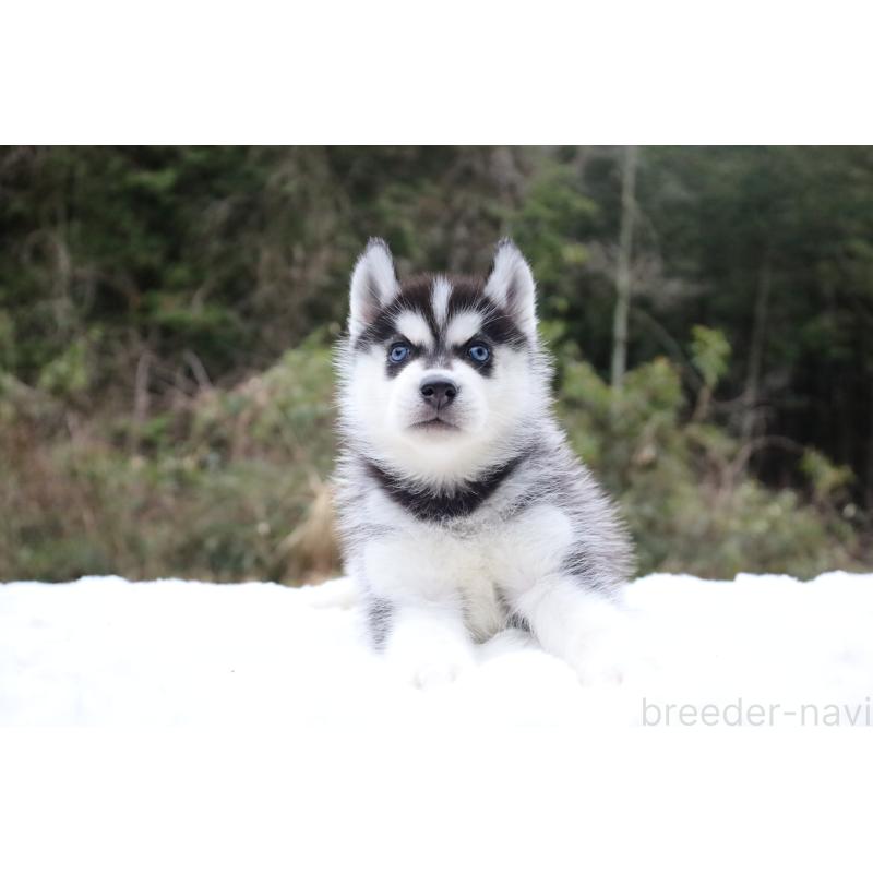販売中の栃木県のシベリアンハスキー-456277の3枚目