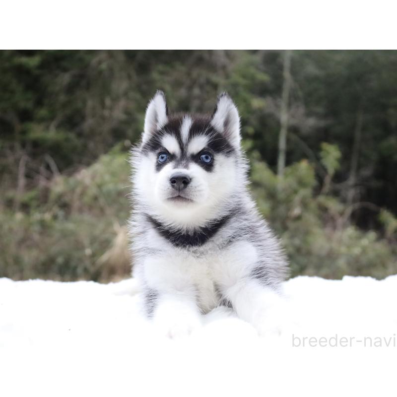販売中の栃木県のシベリアンハスキー-456277の2枚目