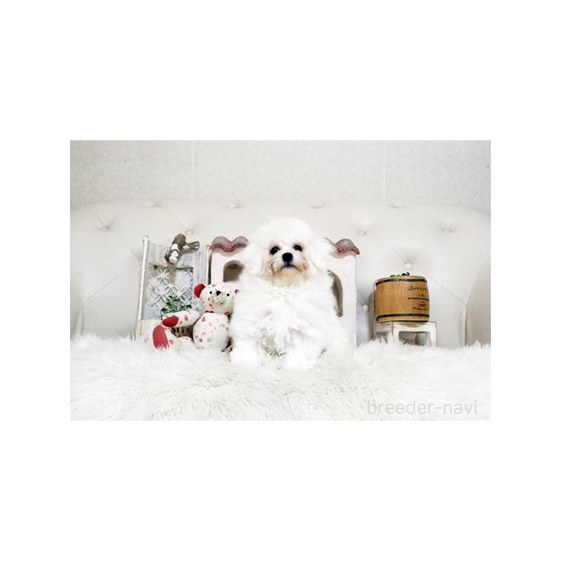 販売中の佐賀県のビションフリーゼ-456278の5枚目