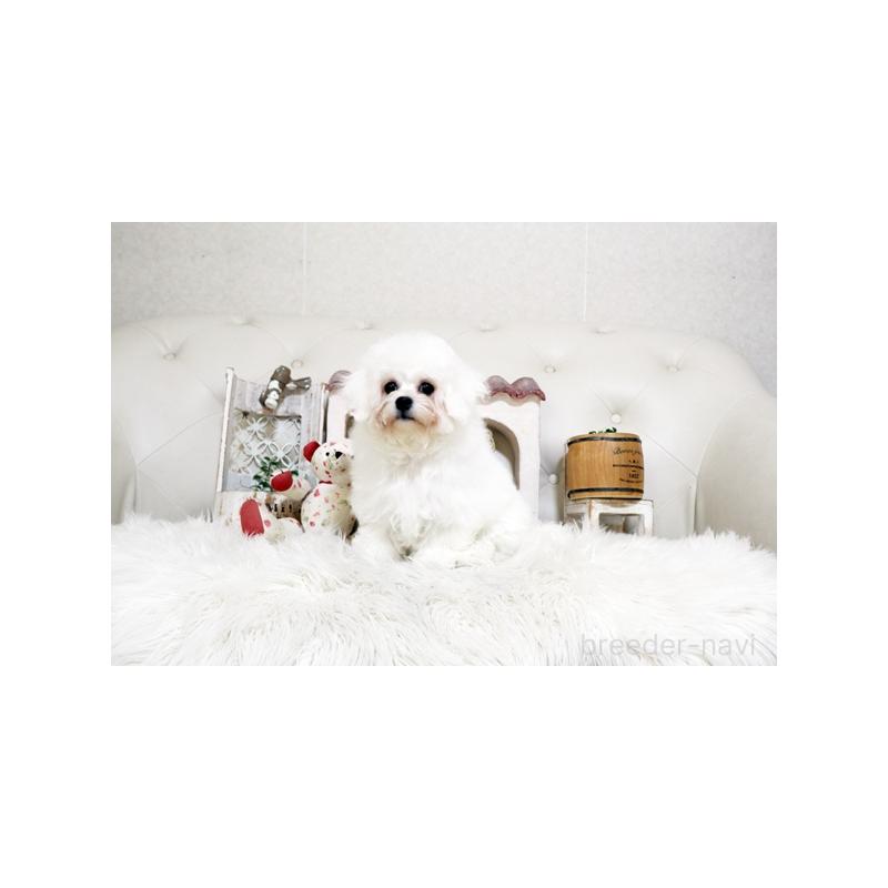 販売中の佐賀県のビションフリーゼ-456278の4枚目