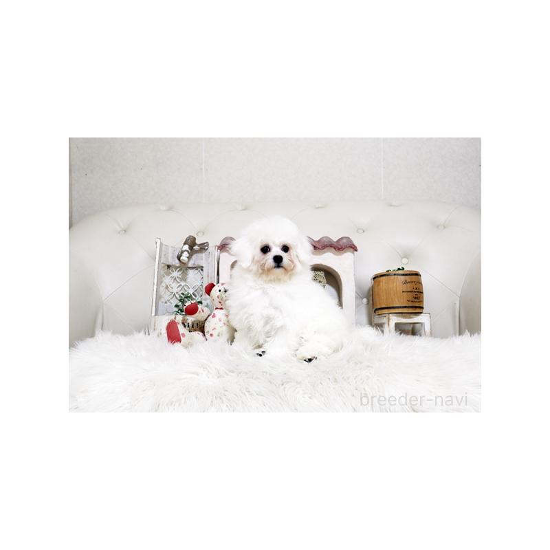 販売中の佐賀県のビションフリーゼ-456278の3枚目