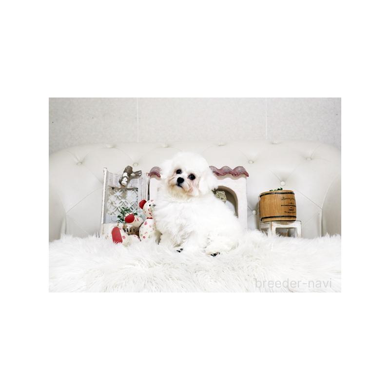 販売中の佐賀県のビションフリーゼ-456278の2枚目