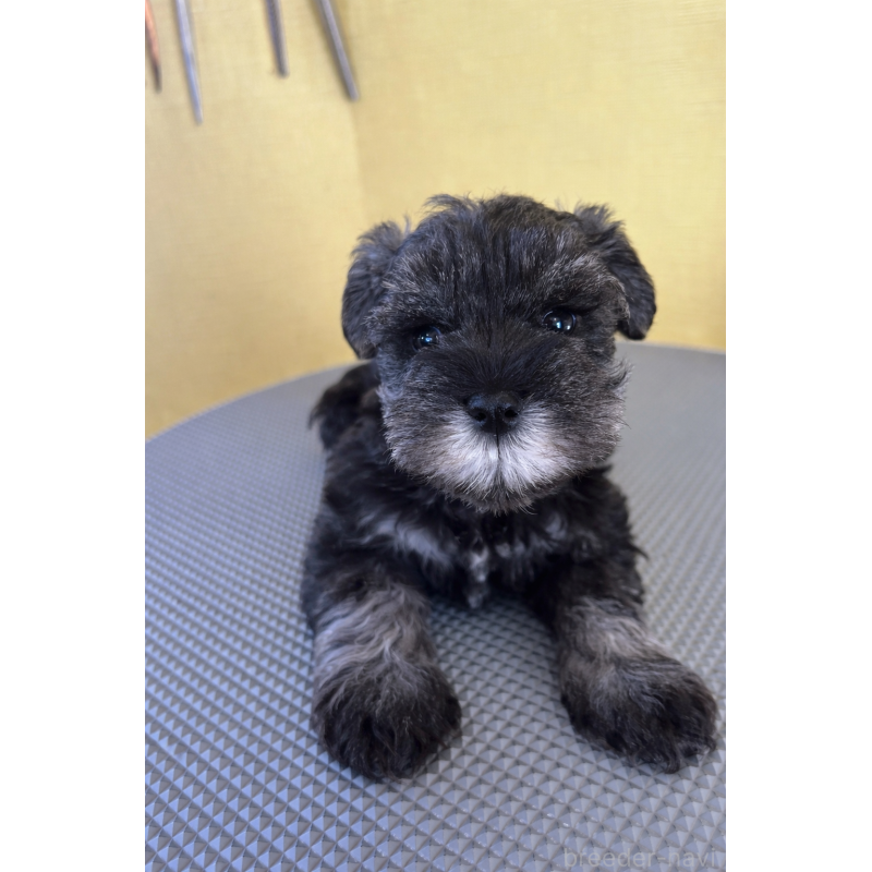 販売中の三重県のミニチュアシュナウザー-456279の2枚目