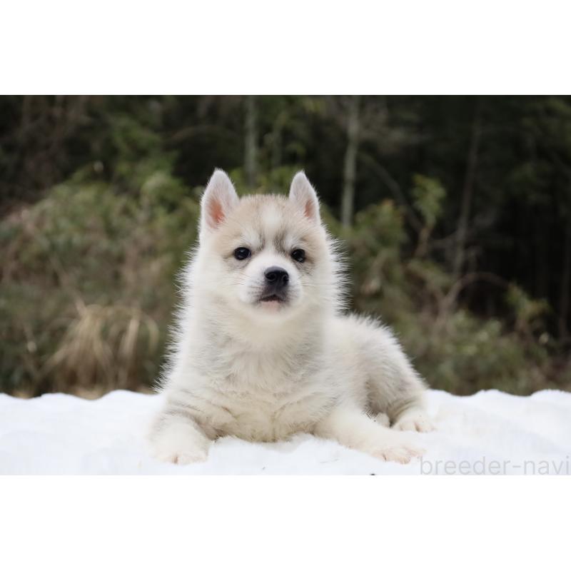 販売中の栃木県のシベリアンハスキー-456281の7枚目