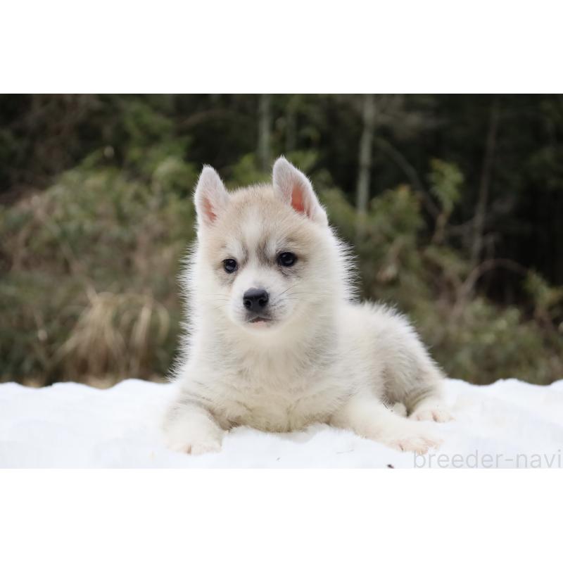 販売中の栃木県のシベリアンハスキー-456281の6枚目