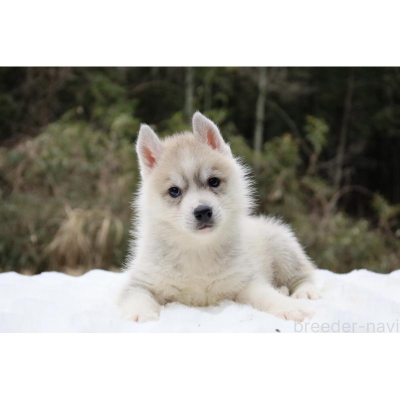 販売中の栃木県のシベリアンハスキー-456281の5枚目