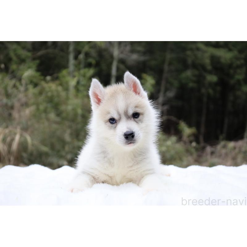 販売中の栃木県のシベリアンハスキー-456281の4枚目