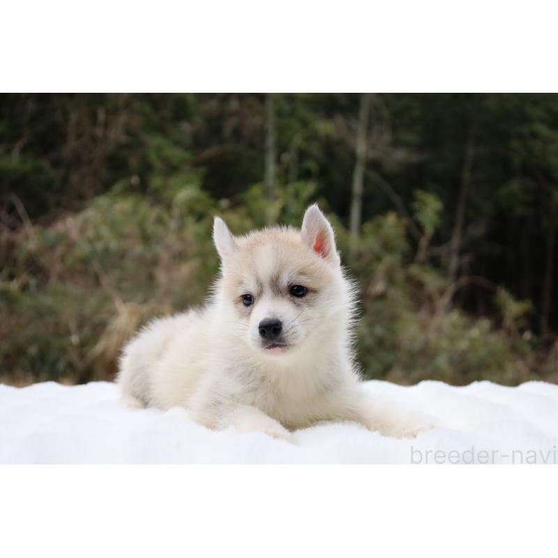 販売中の栃木県のシベリアンハスキー-456281の3枚目