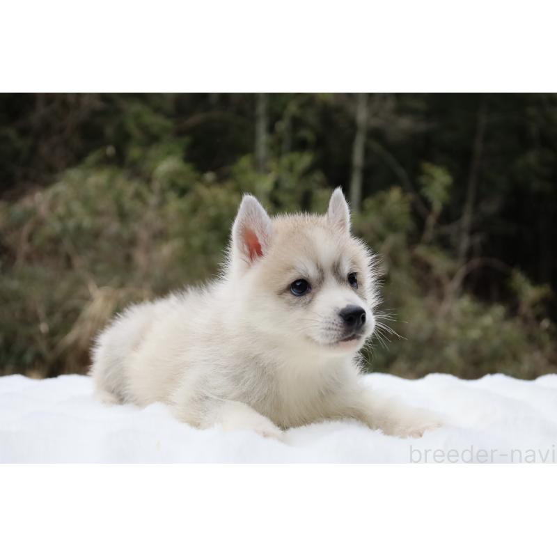 販売中の栃木県のシベリアンハスキー-456281の2枚目