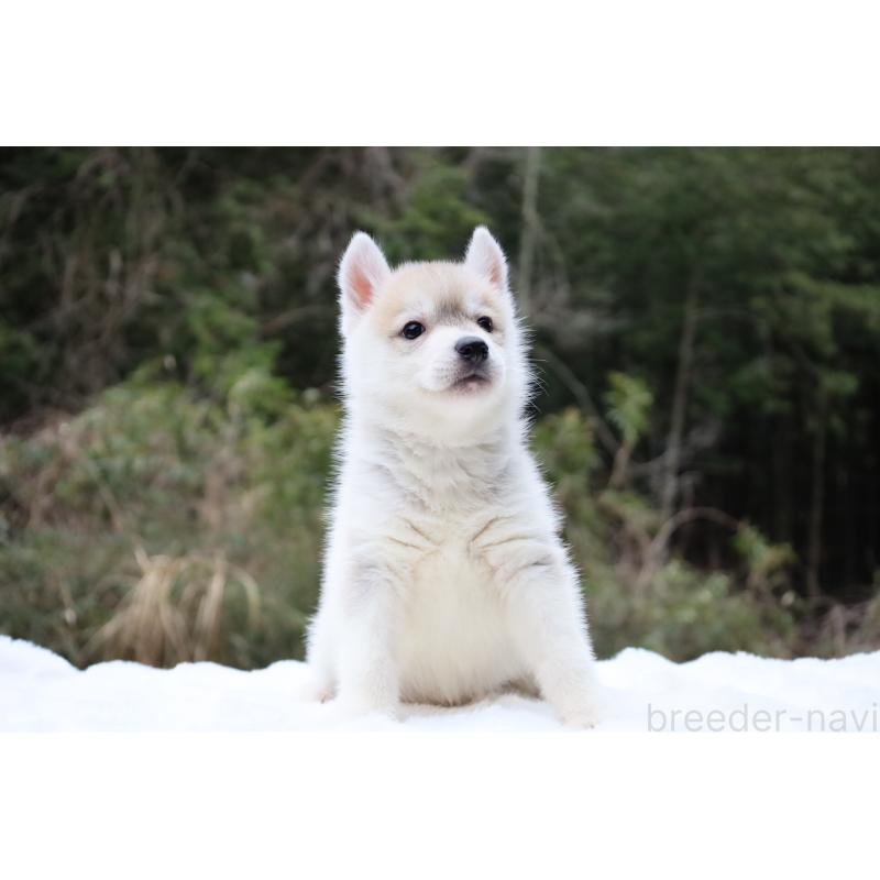 販売中の栃木県のシベリアンハスキー-456282の6枚目