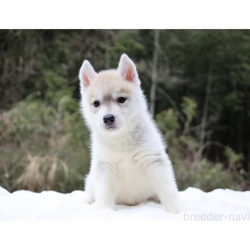 販売中の栃木県のシベリアンハスキー-456282の5枚目