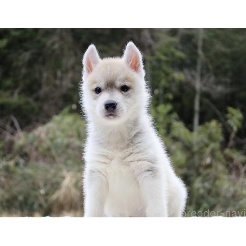 販売中の栃木県のシベリアンハスキー-456282の4枚目