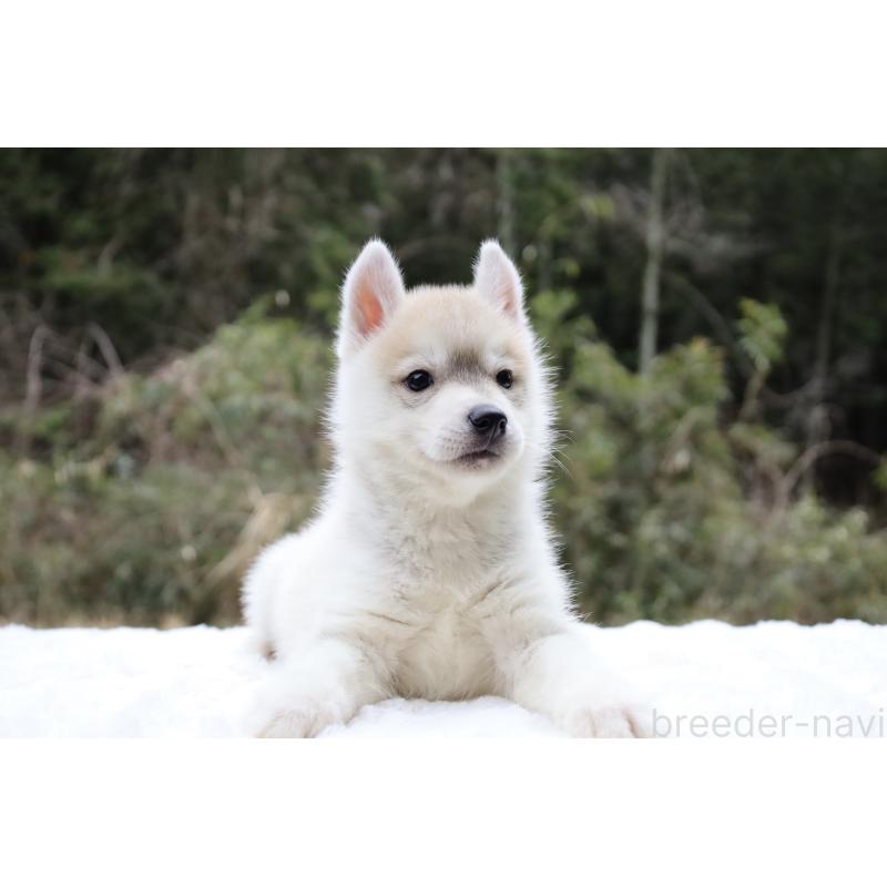 販売中の栃木県のシベリアンハスキー-456282の3枚目