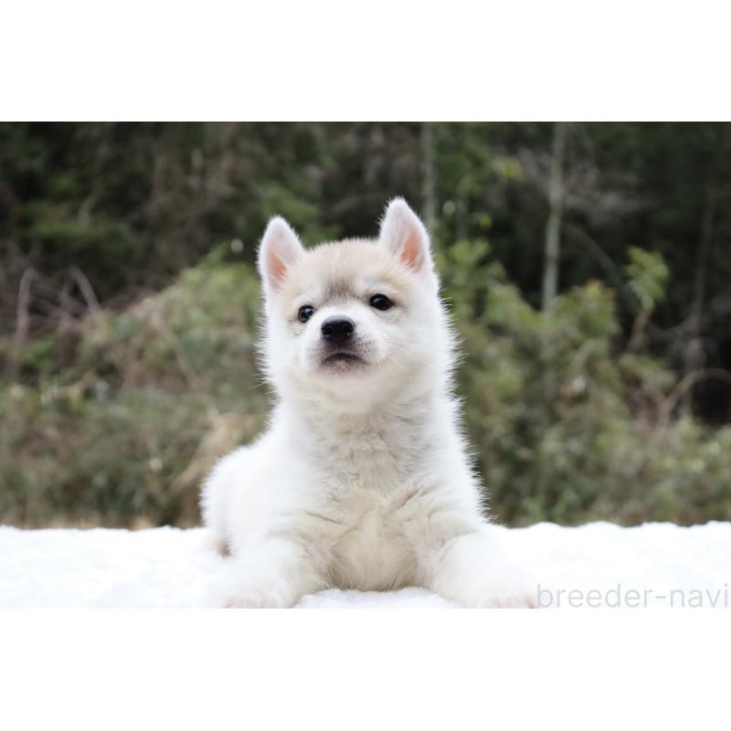 販売中の栃木県のシベリアンハスキー-456282の2枚目