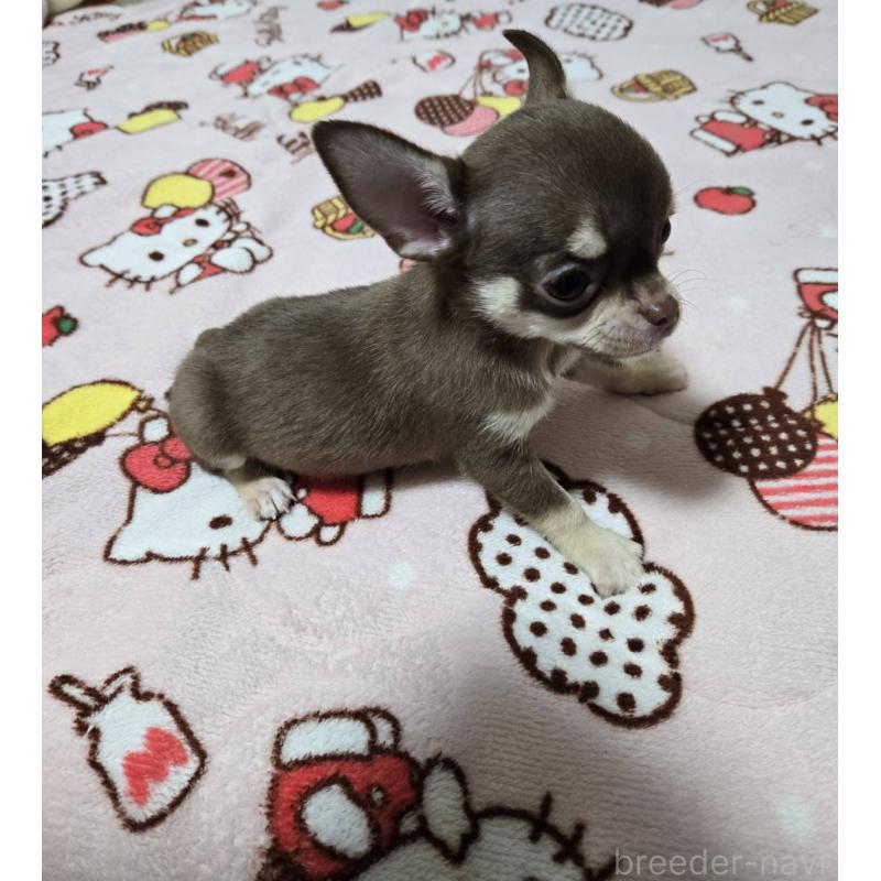 販売中の大阪府のチワワ(スムースコート)-456283の5枚目